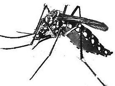 勒流四害消杀公司杀死蚊子和苍蝇有没有什么好的办法