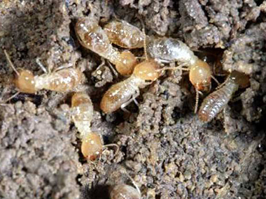 北滘防治白蚁公司家里有白蚁怎么办，如何灭白蚁