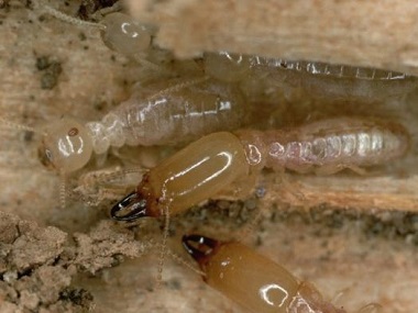 均安上门白蚁防治站白蚁能吃钢筋水泥吗？