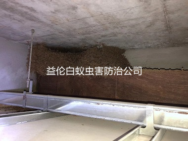 荔湾区旧房屋灭治白蚁巢工程