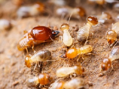北滘预防白蚁公司用什么方法灭治白蚁最环保
