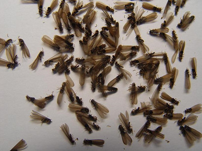 容桂灭治白蚁如何判断室内黑色飞蚂蚁是不是白蚁繁殖蚁
