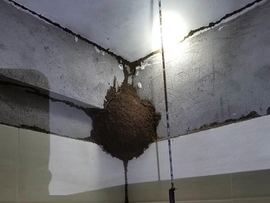 杏坛白蚁防治公司房屋如何减少白蚁的危害频发