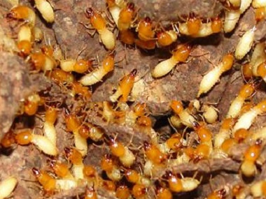 龙江灭治白蚁中心防治白蚁危害花卉的有效方法
