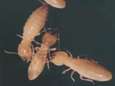 容桂白蚁防治公司如何除白蚁，防治白蚁之后应该怎样预防