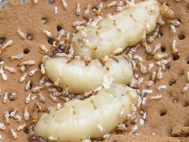 陈村白蚁防治公司令建筑行业谈蚁色变的是什么白蚁