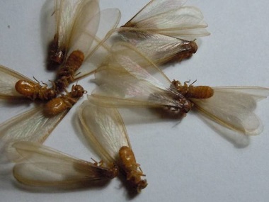 大良预防白蚁站——带翅膀的蚂蚁是不是白蚁