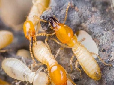 容桂白蚁防治所怎样灭杀白蚁？白蚁是蚂蚁吗？