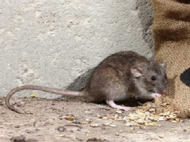 陈村杀虫灭鼠公司8招驱鼠方法教你赶走家里的老鼠