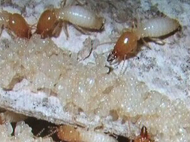 北滘白蚁灭治站对付家中的白蚁有什么预防措施