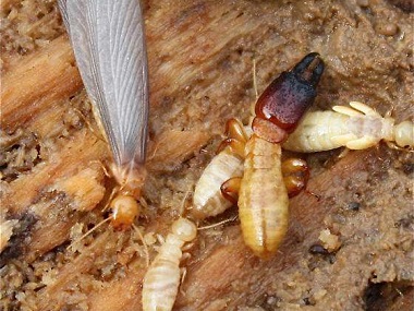 大良专业除白蚁——防治白蚁之后应该怎样预防