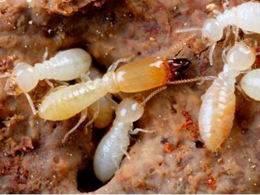 陈村验收白蚁所常用的白蚁灭杀方法介绍