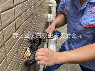 龙江建筑灭治白蚁工程