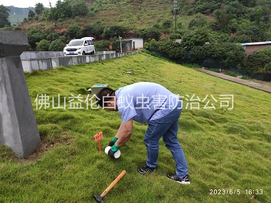 陈村水利工程红火蚁防治
