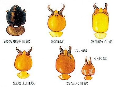 顺德白蚁防治所佛山常见的白蚁种类大盘点